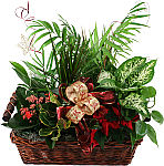 Winter Planter Basket. Festive planter basket of assorted longlasting green plants including a small poinsettia plant and some Christmas trimmings.