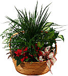 Large Christmas Planter Basket with Poinsettia. Assorted green and tropical plants with added poinsettia. Perfect for Christmas gift giving.