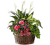 FTD® Dream in Pink Planter