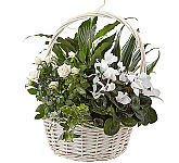 FTD® Perfect Peace Dish Garden