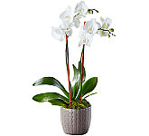 FTD® Serenity Phalaenopsis Orchid