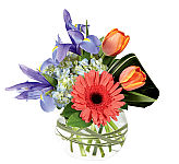 Created for the recipient that enjoys a fresh approach to fashion and design, this stunning flower bouquet is set to capture their every attention. range tulips, blue iris, blue hydrangea, and coral gerbera daisies are offset by lily grass blades, lush tropical leaves, and fresh greens while seated in a glass bubble bowl vase. A wonderful thank you, thinking of you, or Mothers' Day gift.