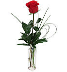 Give a simple expression of your love... a single long stemmed red rose with greenery in a bud vase. Same day delivery across Canada.