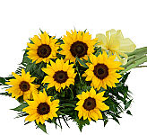 Everyone love sunflowers! Give this uplifting fresh cut floral bouquet of several splendid sunflowers.