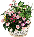 A handled wicker basket is arranged with assorted living green plants plus flowering plants and several pink carnations with stems inserted in soil. Same day florist delivery is available to most towns and cities across Canada