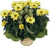 Send a gesture of your care and concern during a time of loss with a simple, affordable flowering yellow chrysanthemum plant. Same day florist delivery is available to most towns and cities across Canada. Secure, reliable, friendly... guaranteed.