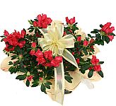 Potted pink Azalea plant with ribbon and wrapping, available for sympathy gift giving by Canada Flowers, Canada's National Florist.