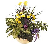 Living plants rooted in soil with added flowering stems, for sympathy gift giving. Same day delivery across Canada.