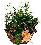 Sympathy Plants for the family residence from Canada Flowers, Canada's National Florist. Same day delivery to most towns and cities across Canada. Secure, reliable, trusted... guaranteed.