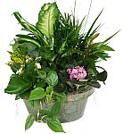 Give an indoor dish garden as a sympathy gift from Canada Flowers. Assorted living plants are rooted in soil, including at least one flowering plant.