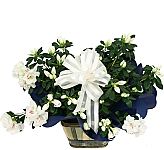 White Azalea sympathy plants for the family residence. Same day florist delivery is available to most towns and cities across Canada.