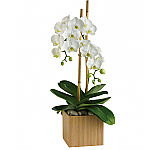 Teleflora's Opulent Orchids