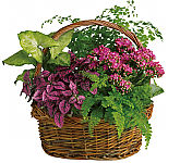 Teleflora's Secret Garden Basket