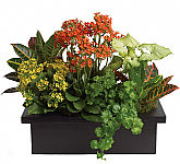 Teleflora's Stylish Plant Assortment