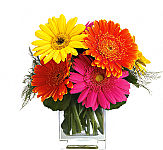 Teleflora's Fiesta Gerbera Vase is a colourful collection of vibrant, happy gerbera daisies!
