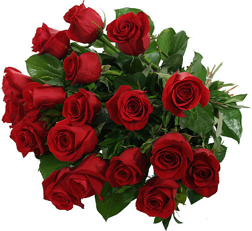 18 Luxury Red Roses