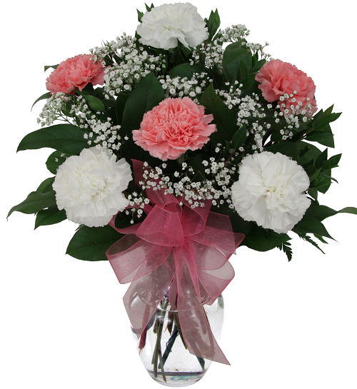 Six White & Pink Carnations #CR9AA • Canada Flowers