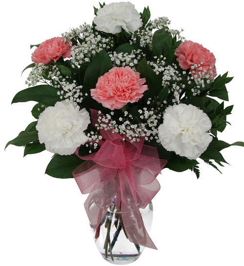 Six White & Pink Carnations