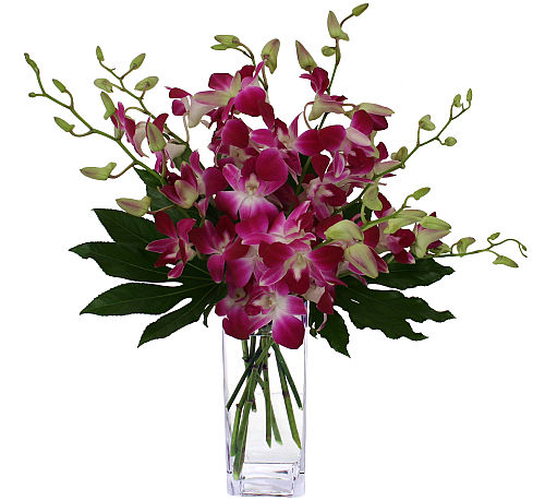 Splendid Orchids