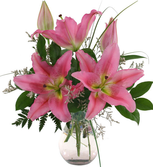 Stargazer Delight