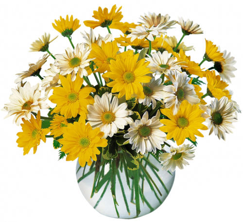 Teleflora's Dashing Daisies