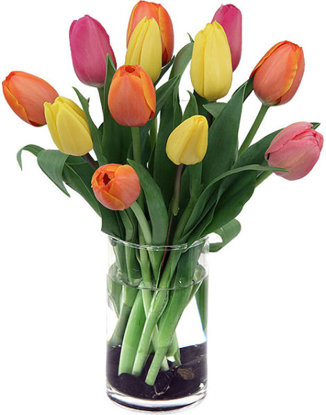 Fresh Day Tulips