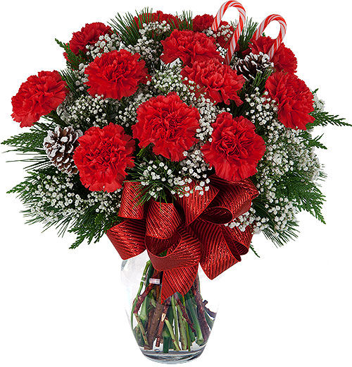 Christmas Carnations