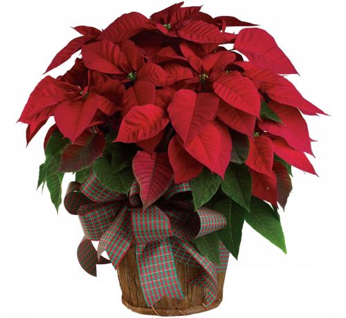 FTD® Red Poinsettia Planter