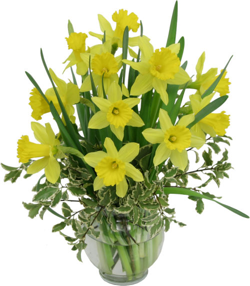 Daffodils