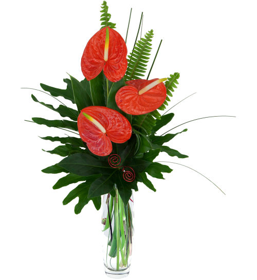 Red Anthuriums