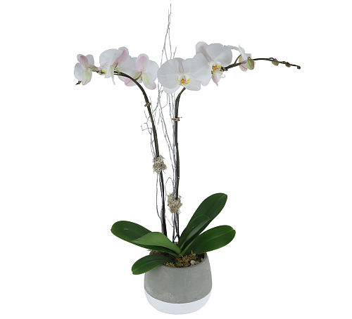 Lavish White Orchid