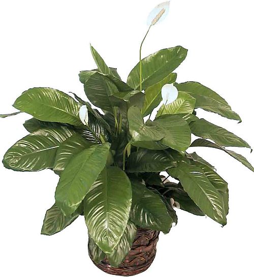 Peace Lily
