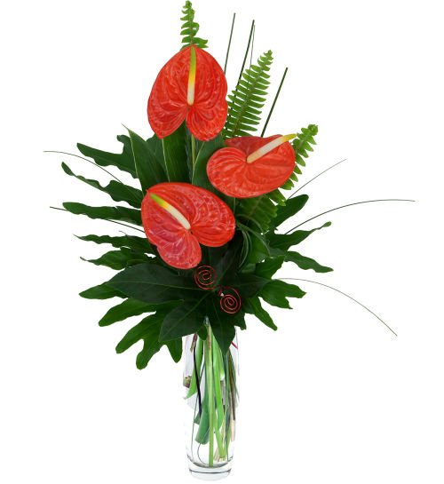Red Anthuriums #LV40AA • Canada Flowers