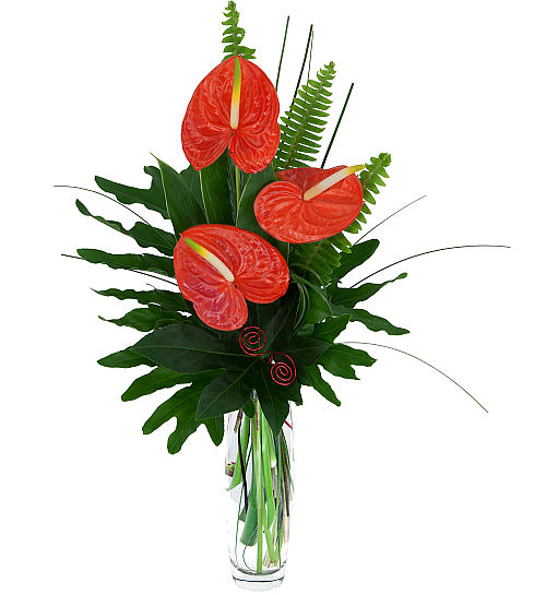 Red Anthuriums #LV40AA • Canada Flowers