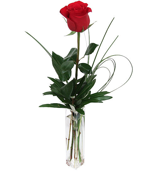 Single Red Rose Lv23aa Love Romance Flowers Canada Flowers Ca