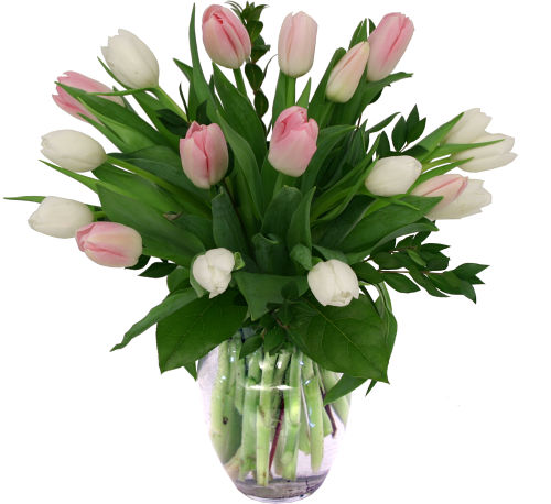 Pink & White Tulips