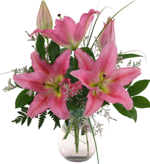 Stargazer Delight
