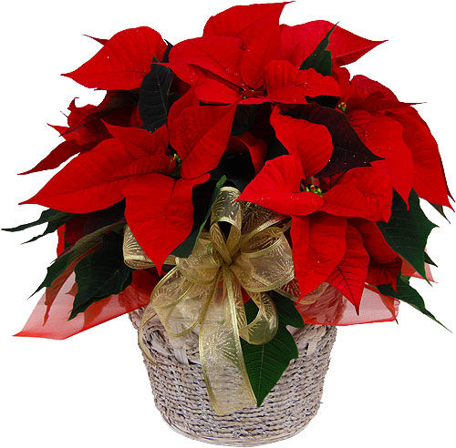 Red Poinsettia Plants