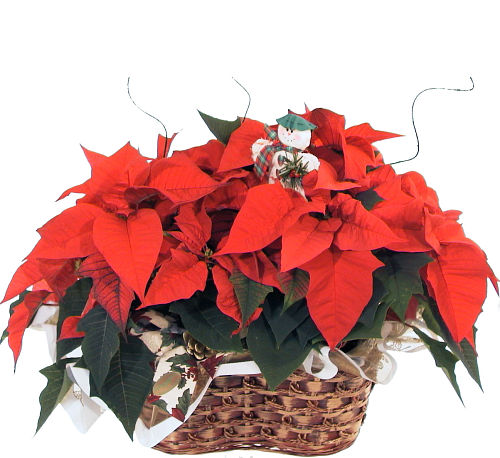 Double Red Poinsettia