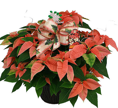 Large Pink Poinsettia