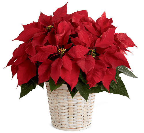 Perfect Poinsettia Plant