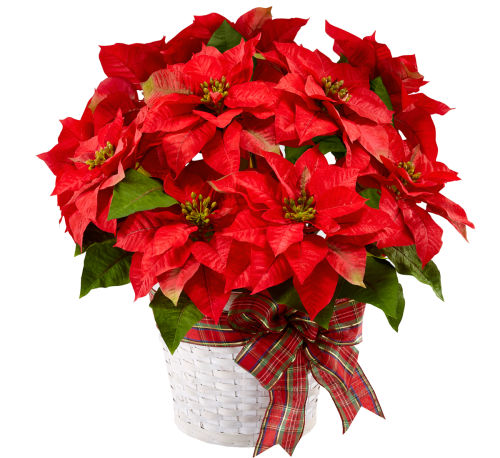 FTD® Red Poinsettia Planter #CB1FA · FTD® Christmas Budget · Canada