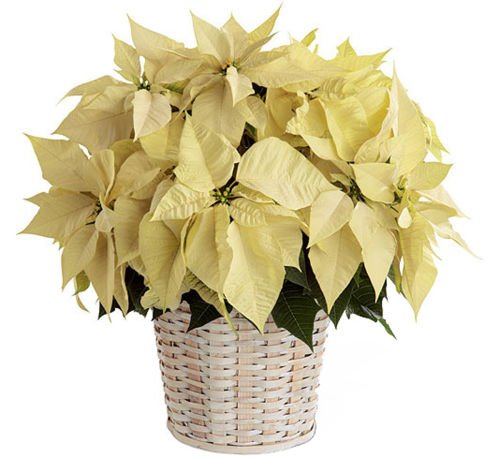 FTD® White Poinsettia Basket