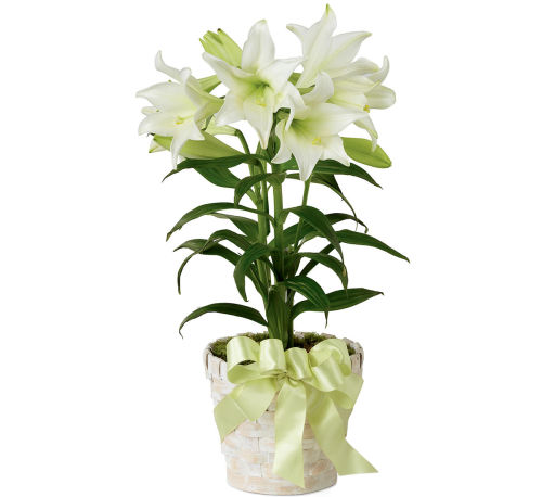 FTD® Easter Lily Plant