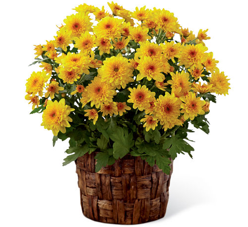 FTD® Chrysanthemum
