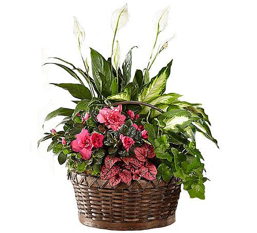 FTD® Dream in Pink Planter