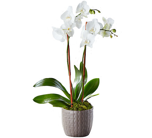 FTD® Serenity Phalaenopsis Orchid