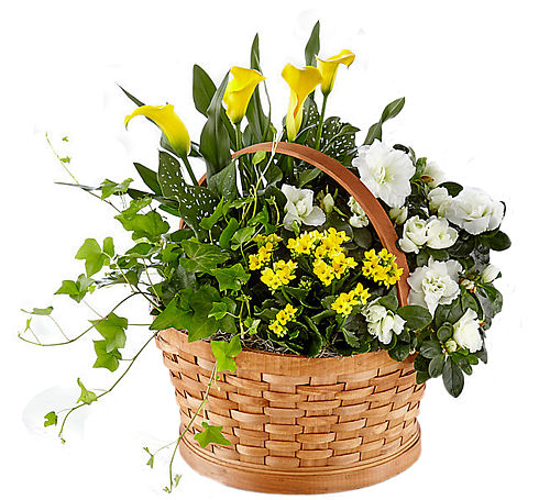 FTD® Sunny Side of the Street Blooming Basket