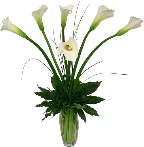 White Calla Lilies