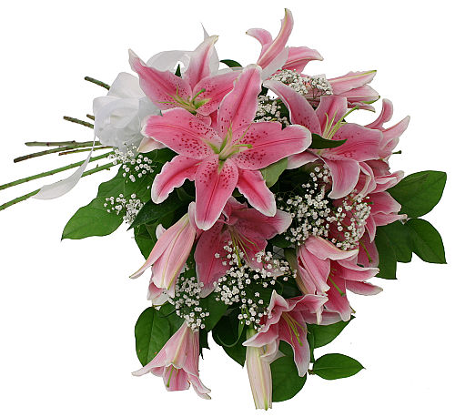 Stargazers